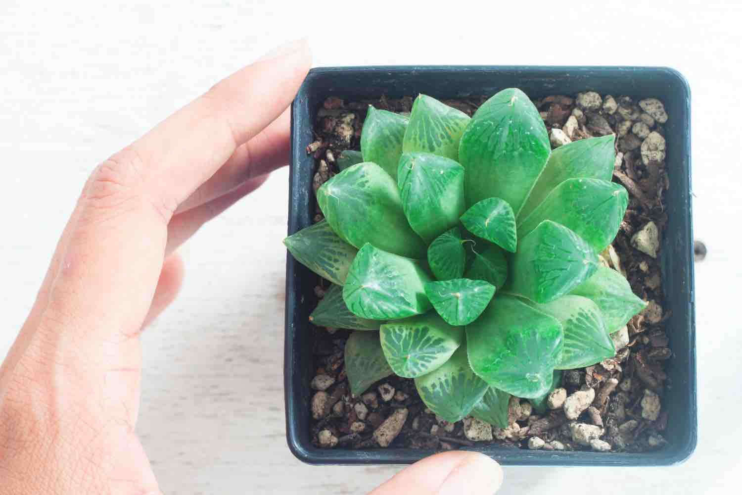 bouturer une plante grasse