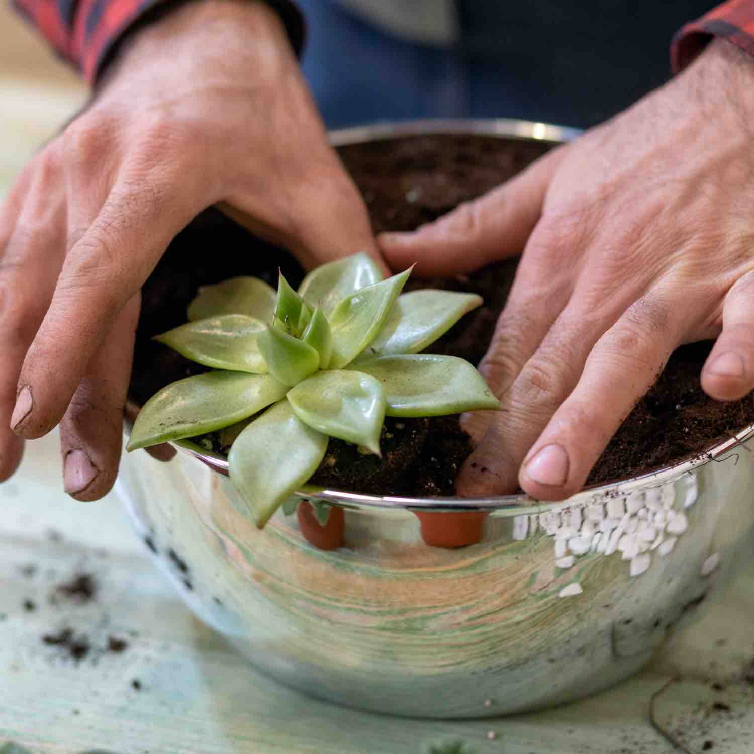 bouturer une plante grasse