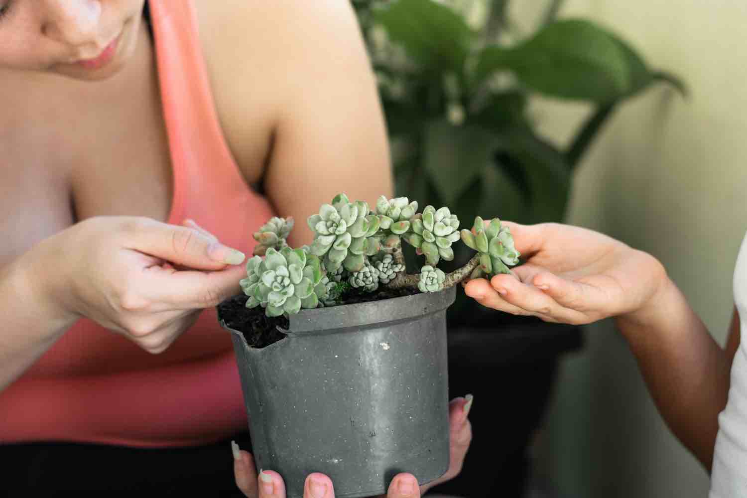 bouturer une plante grasse